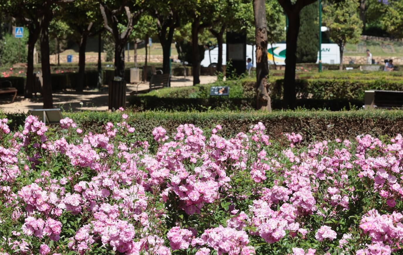 Eclosión de colores y aromas en los parques y jardines de Málaga 