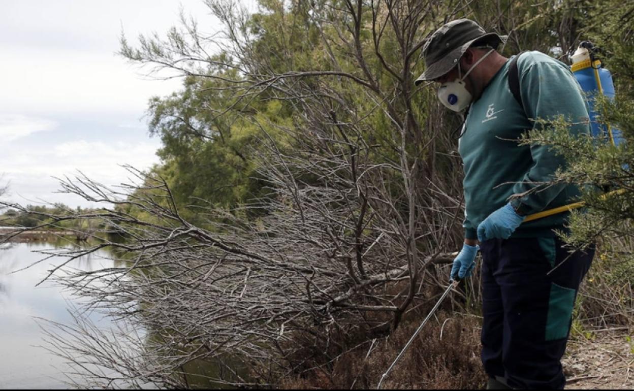 Un operario fumiga contra los mosquitos en el paraje de la Desembocadura del Guadalhorce. 