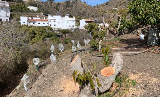 Una finca de subtropicales en Algarrobo. 