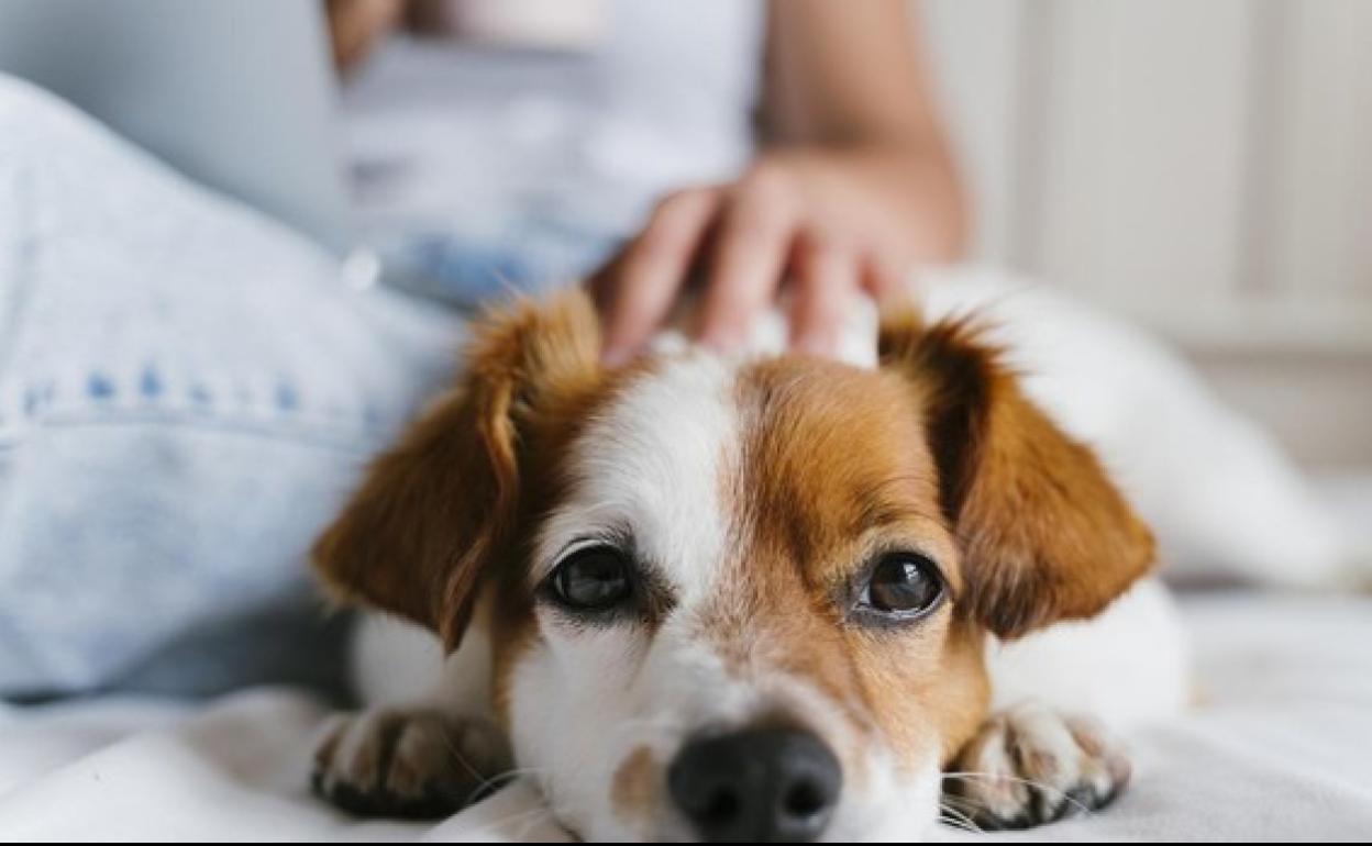 ¿Por qué se aconseja aislar a las mascotas de las personas infectadas por la viruela del mono?