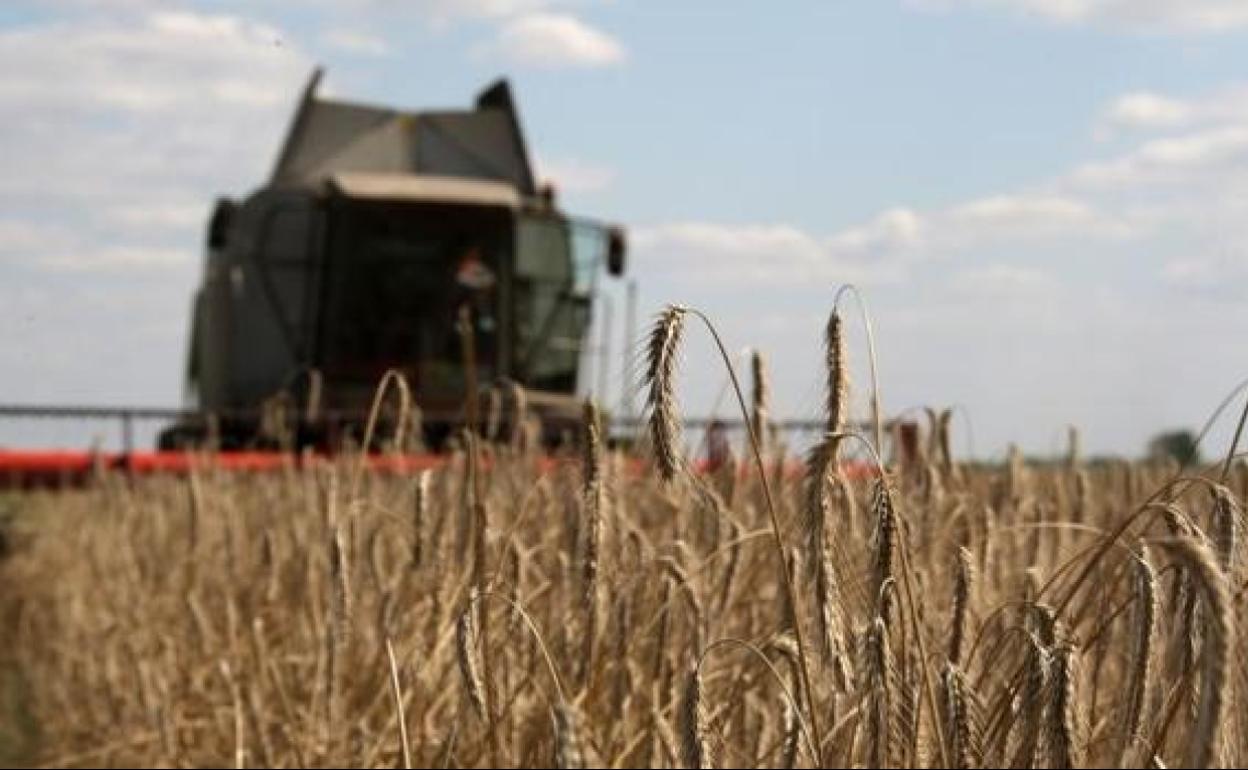 Un campo de cereal próximo a la ciudad ucraniana de Zhovtneve