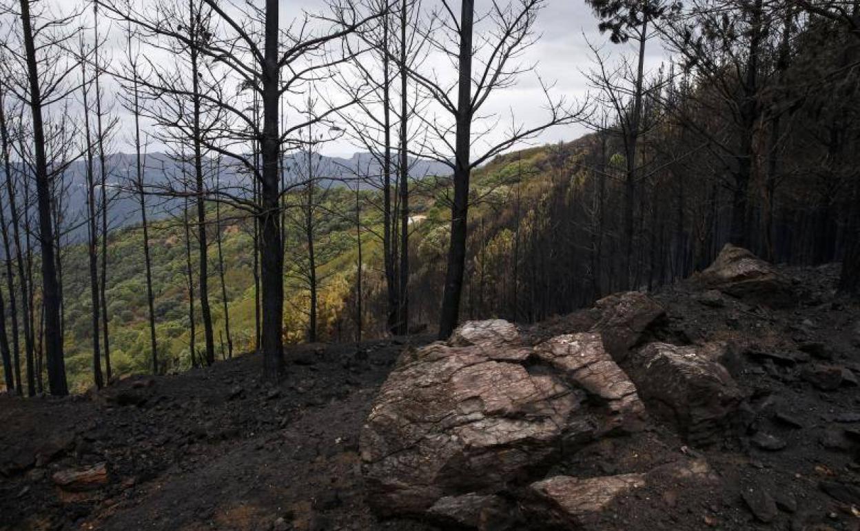 Paisaje de Sierra Bermeja tras el incendio del año pasado. 