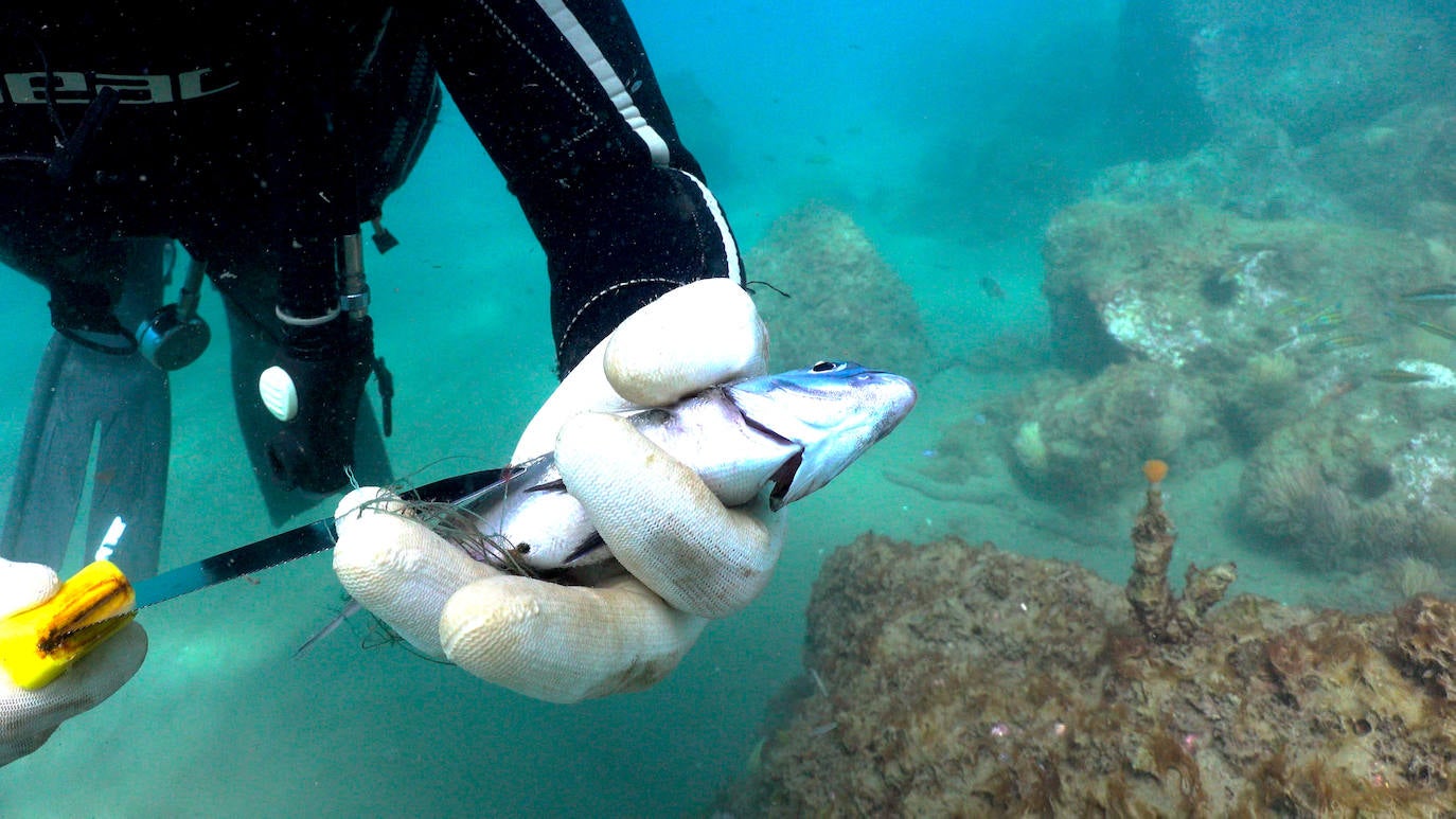 Fotos: Buceadores retiran una red abandonada frente a los Baños del Carmen