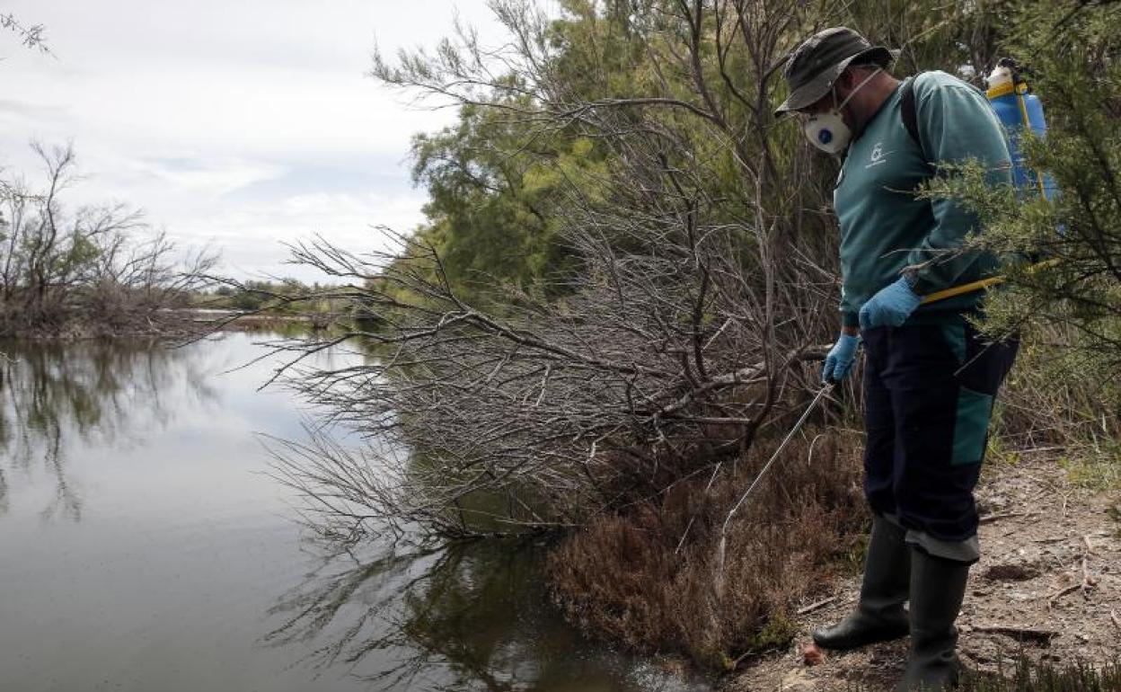 Labores de control de mosquitos en el río Guadalhorce. 