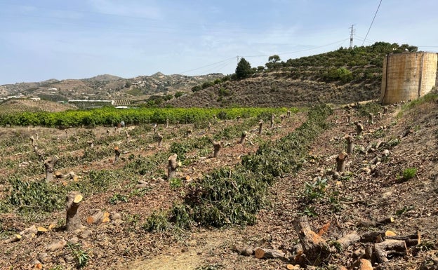 Imagen principal - Arriba, los árboles talados en la finca de Ruiz en Triana, antes de ser arrancados; debajo a la izquierda, el embalse de La Viñuela, al 15% de su capacidad, con 24,8 hectometros, y a la derecha, Francisco Pineda, el guarda de la comunidad, con los árboles talados. 