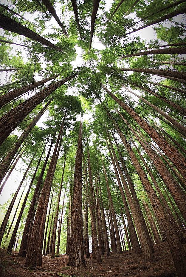 Vista del bosque de secuoyas de Cabezón de la Sal, Cantabria. 