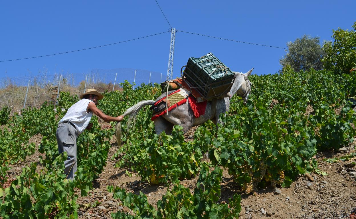 El cultivo de la vid moscatel se mantiene en la Alta Axarquía, en pendientes de más de un 35%. 