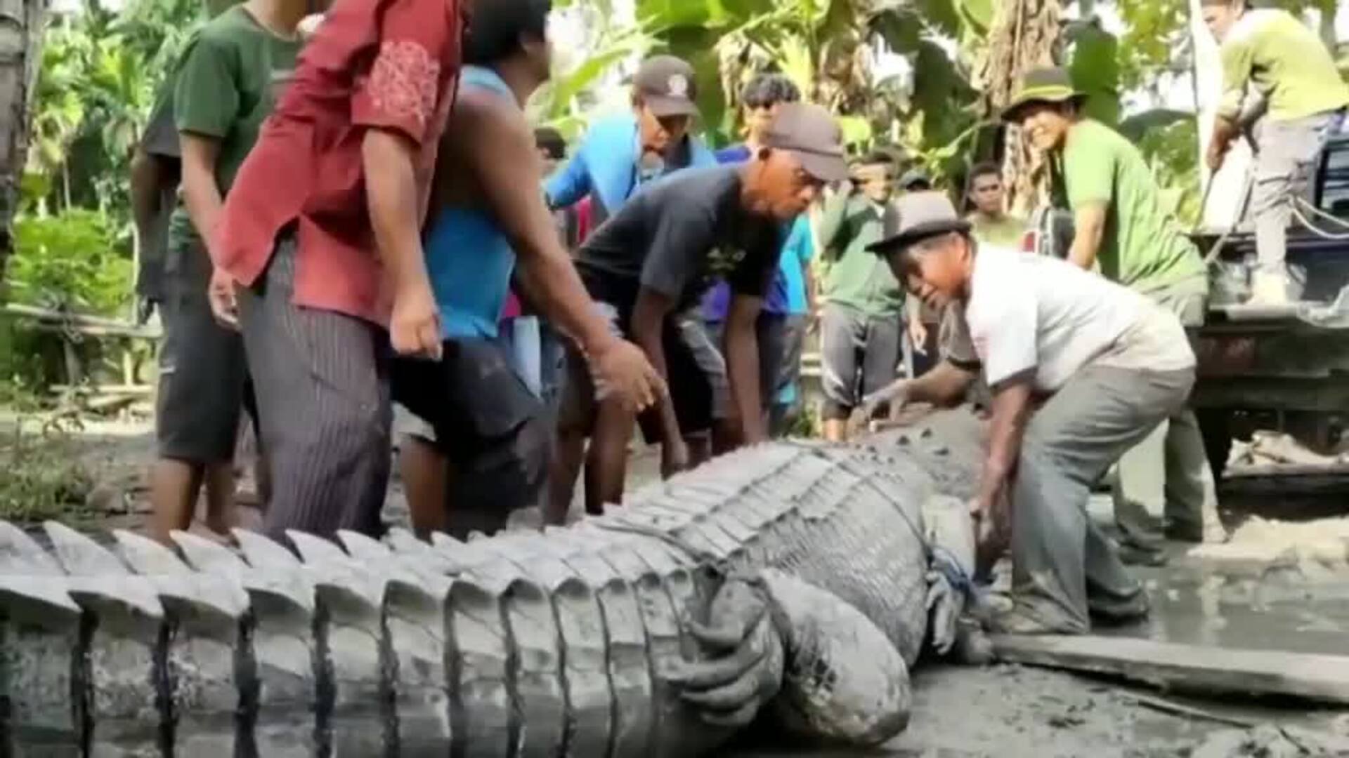 Un indonesio atrapa un cocodrilo de más de 4 metros cerca de su casa