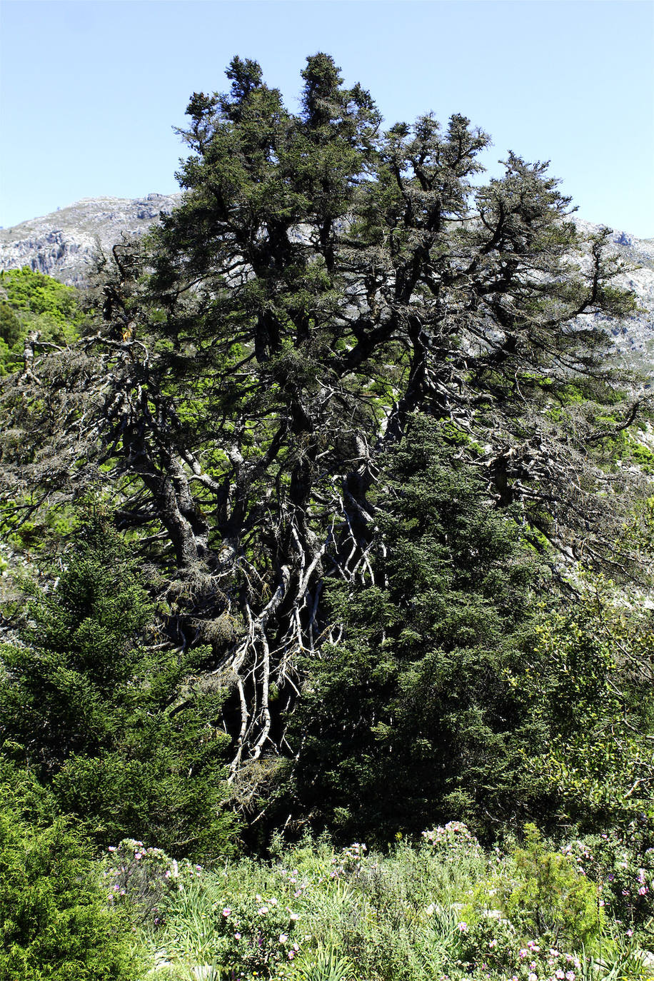 Entorno. En territorio paurateño se encuentra el monumento natural del Pinsapo de la Escalereta. 