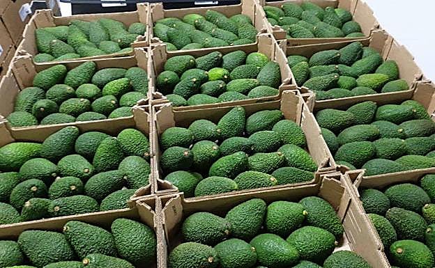 El aguacate de la variedad Hass es el más idóneo.