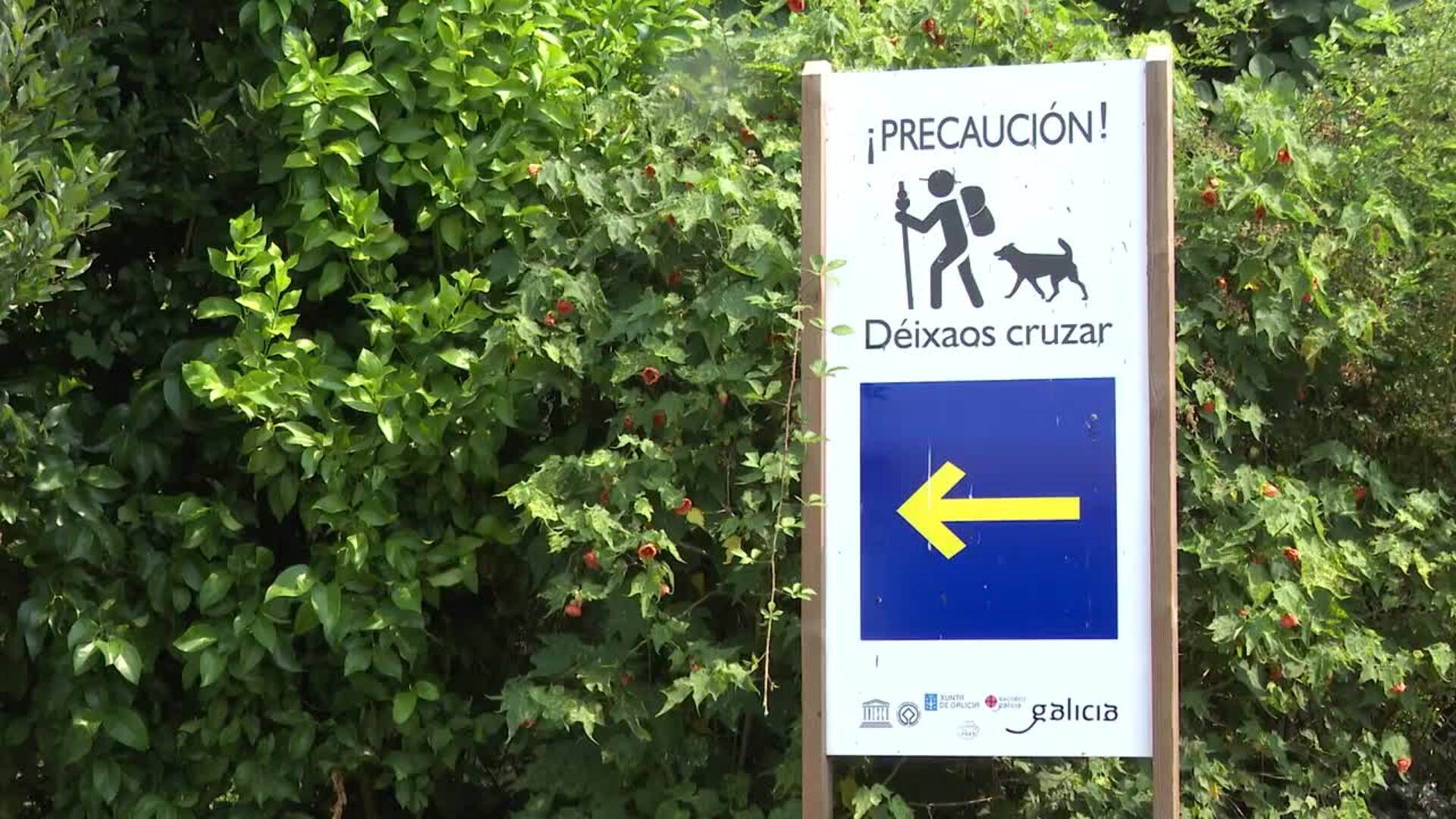 Las rutas jacobeas a cuatro patas: unos 5.000 'perregrinos' hacen el Camino de Santiago cada año