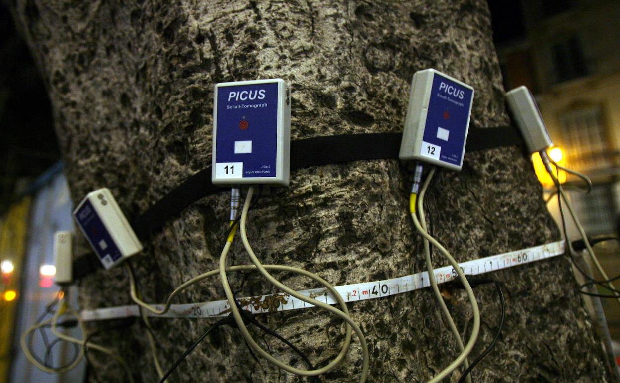Sensores instalados en un ficus centenario de la Alameda Principal de Málaga. 
