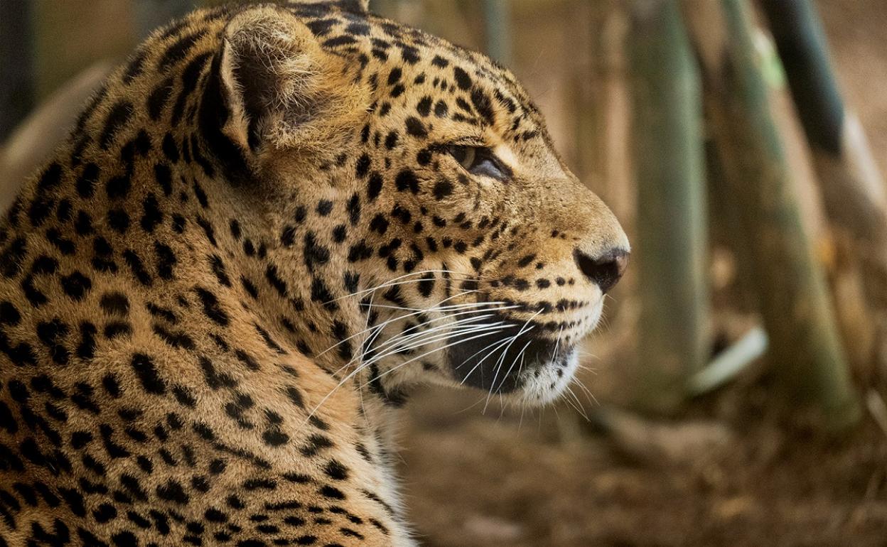 Toñi, la leoprado fallecida. 