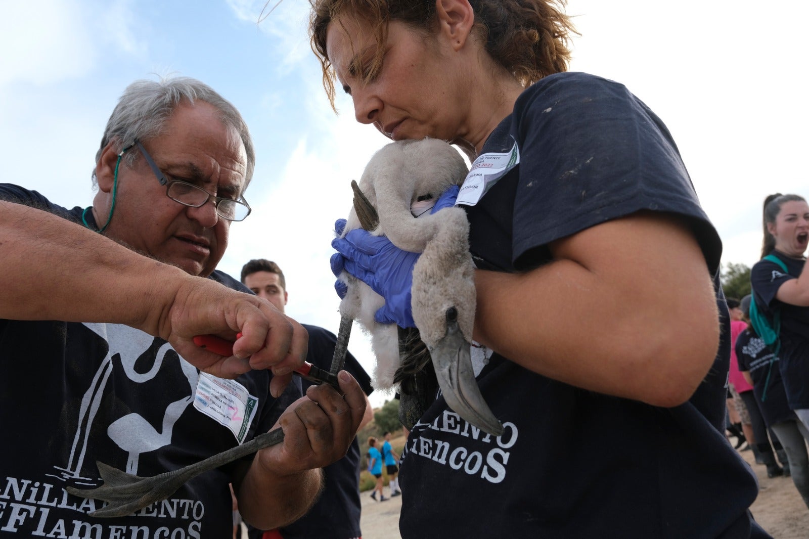 Gracias a las precipitaciones registradas en el mes de marzo, la Laguna presentaba a principios de abril un nivel de agua de 42 cm, lo que permitió acoger a más de 8.700 parejas y un total de 3.764 pollos, de los cuales 600 han sido anillados este sábado. 