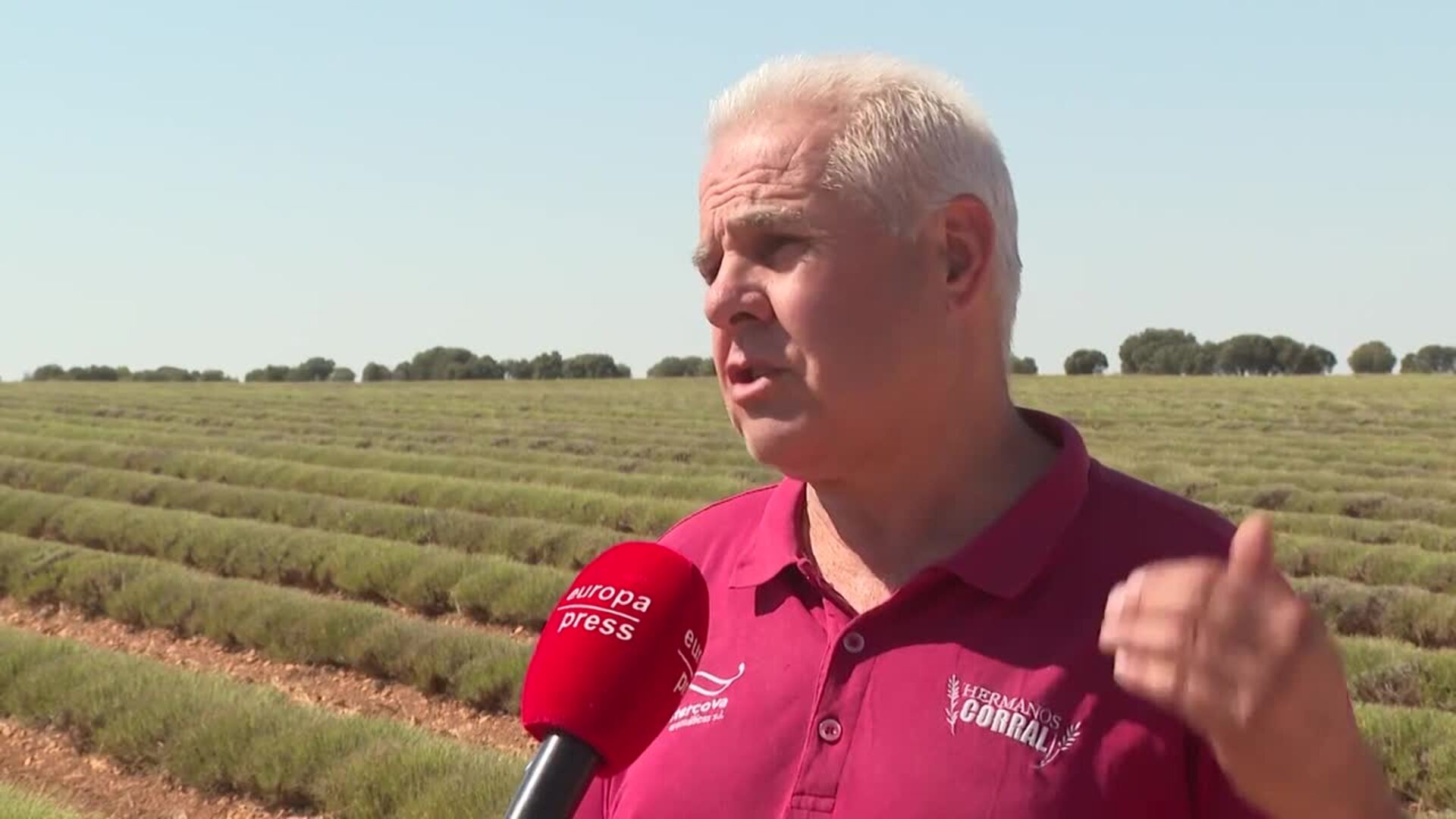 La sequía lastra la producción de lavanda en Brihuega (Guadalajara)