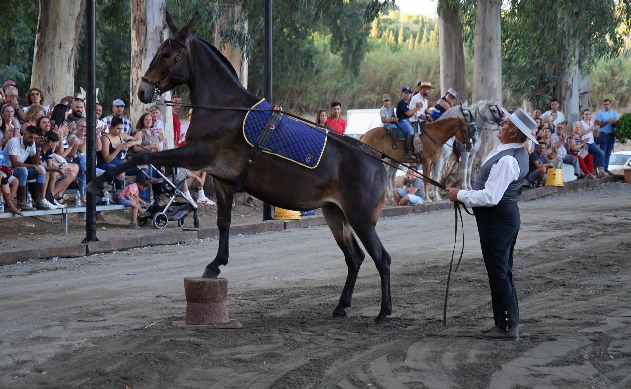 Exhibición en la feria de ganado de Coín.