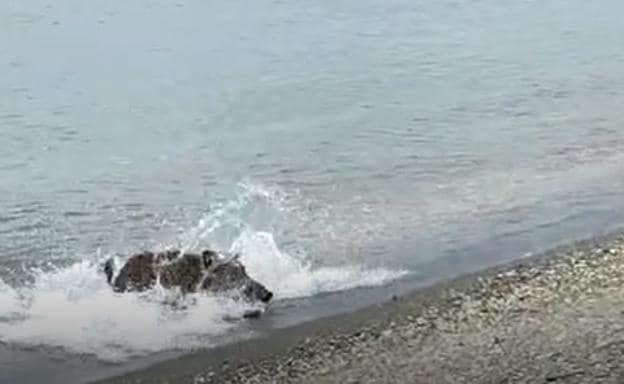 Imagen del animal saliendo del agua de la playa de Benajarafe, este miércoles. 