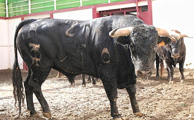 'Humorista' abrirá la feria taurina de Málaga
