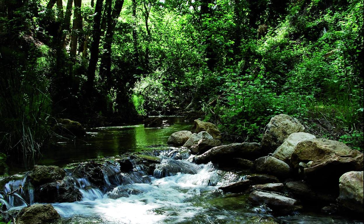 Imagen del sendero del arroyo de la Ventilla, en Arriate.