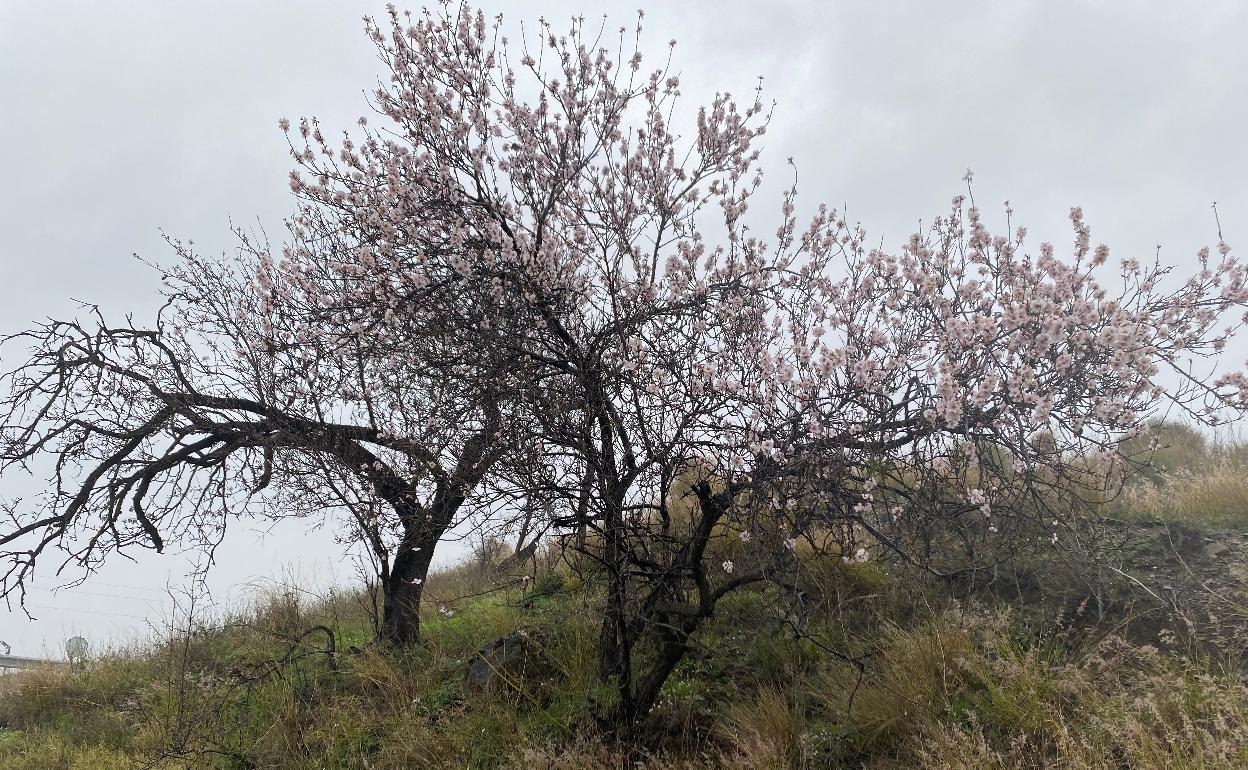 Imagen de almendros en flor en la Axarquía. 