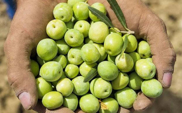 Aceitunas recogidas manualmente en Alozaina.