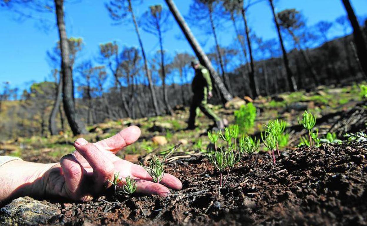 Los brotes han aparecido en Sierra Bermeja, que tiene un carácter pirofilo. 