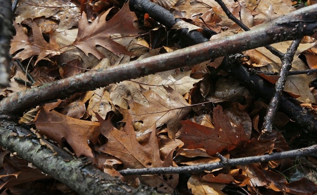 Hojae en otoño.