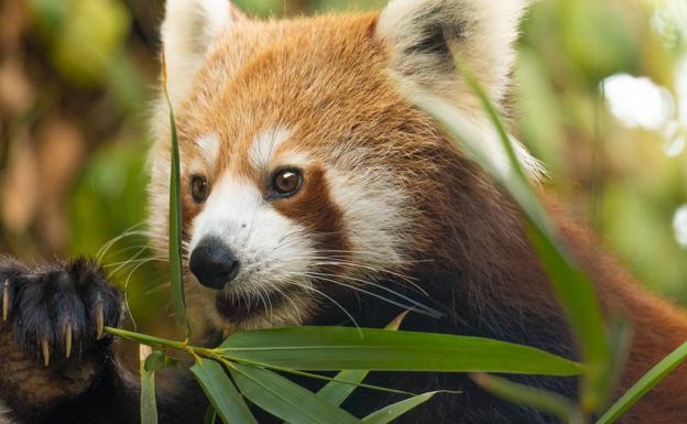 Así es el panda rojo, un animal único y en peligro de extinción que también 'vive' en Málaga