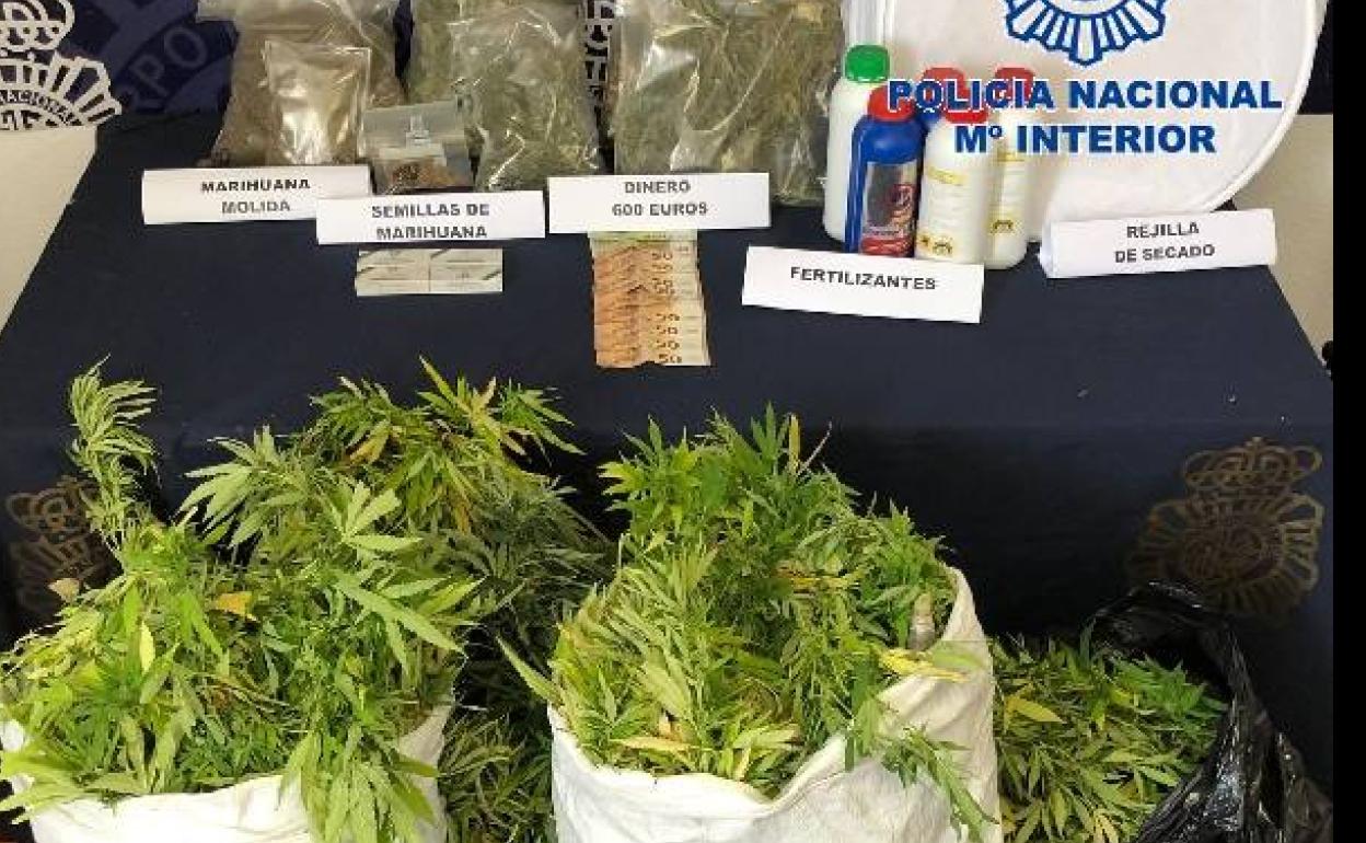 Detenido en Fuengirola por tener en la terraza una plantación de marihuana que se veía desde la calle
