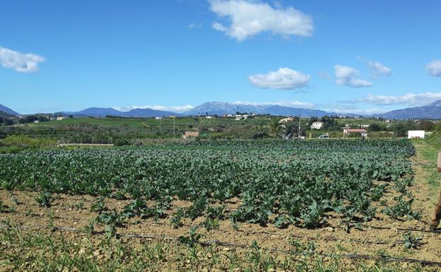 Huerta ecológica de la Familia Hevilla.