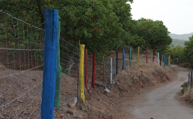 Imagen principal - El camino es ligeramente descendente. Cartajima y Los Riscos desde el castañar de Parauta. Los seres mitológicos relacionados con los bosques pueden estar en cualquier sitio.
