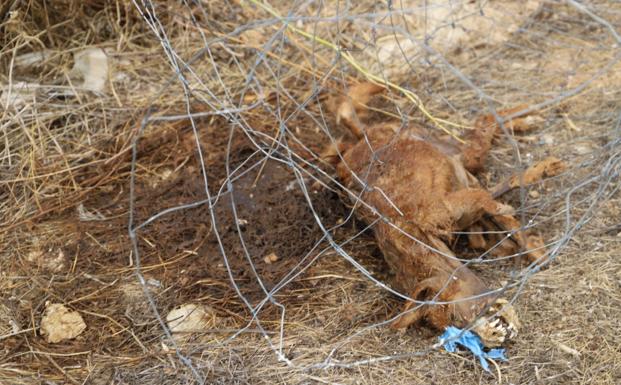 Perro fallecido que hallaron en la finca.