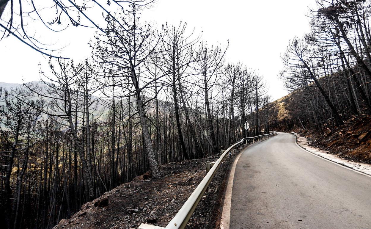 Una de las zonas afectadas por el incendio de Sierra Bermeja. 