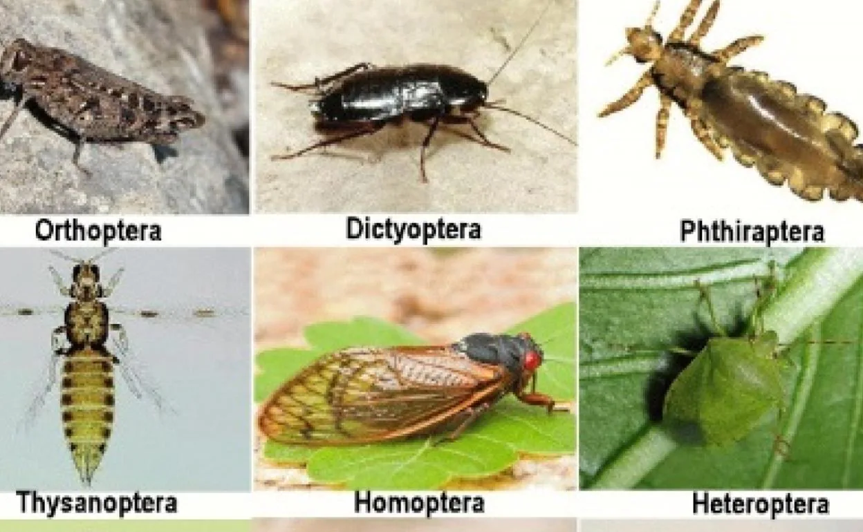 Imagen de seis de los insectos identificados en el libro. 