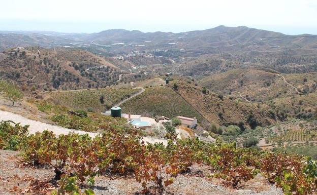 Paisaje. Vista panorámica con el fondo del Mediterráneo desde uno de los lagares que aún se conservan.