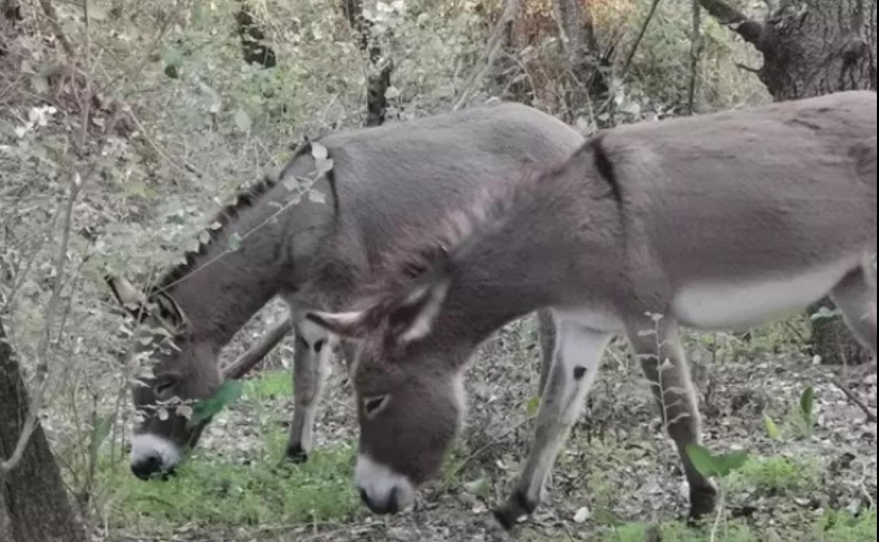 La curiosa labor de los burros en Doñana