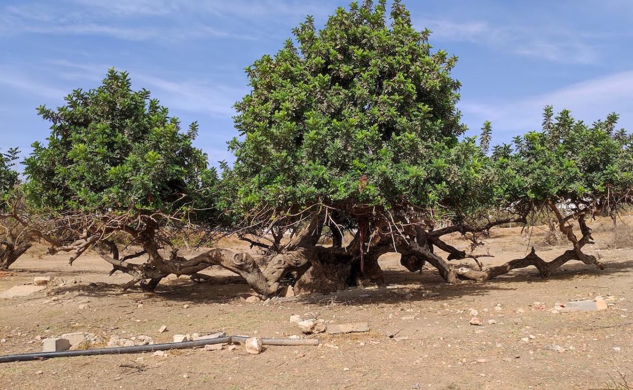 Ecologistas piden proteger un ejemplar singular de algarrobo «reptante» en Nerja