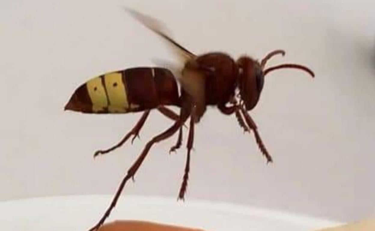 Imagen de un ejemplar de avispón oriental