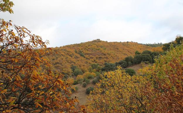 El colorido del Bosque de Cobre.