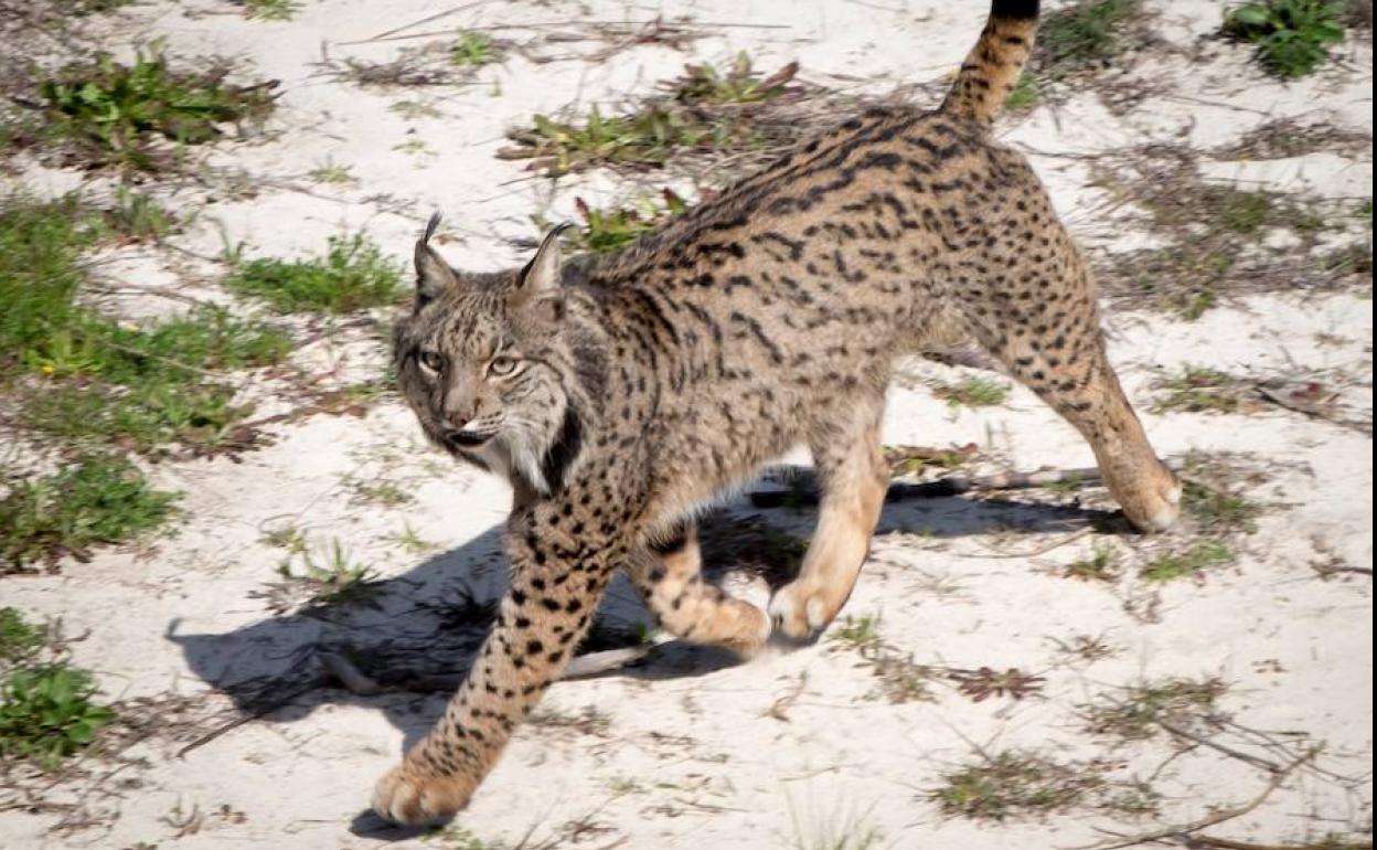 Imagen de archivo de un lince en Doñana.