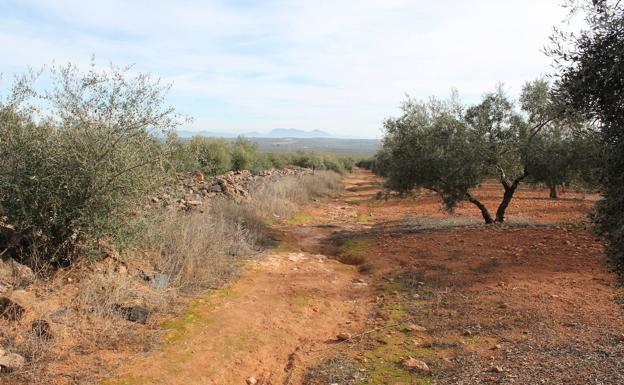 En los últimos metros por el olivar el carril se vuelve algo difuso.