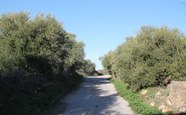 El camino discurre en parte entre olivos y acebuches.