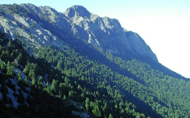 Pinsapar de la Sierra de Grazalema. 