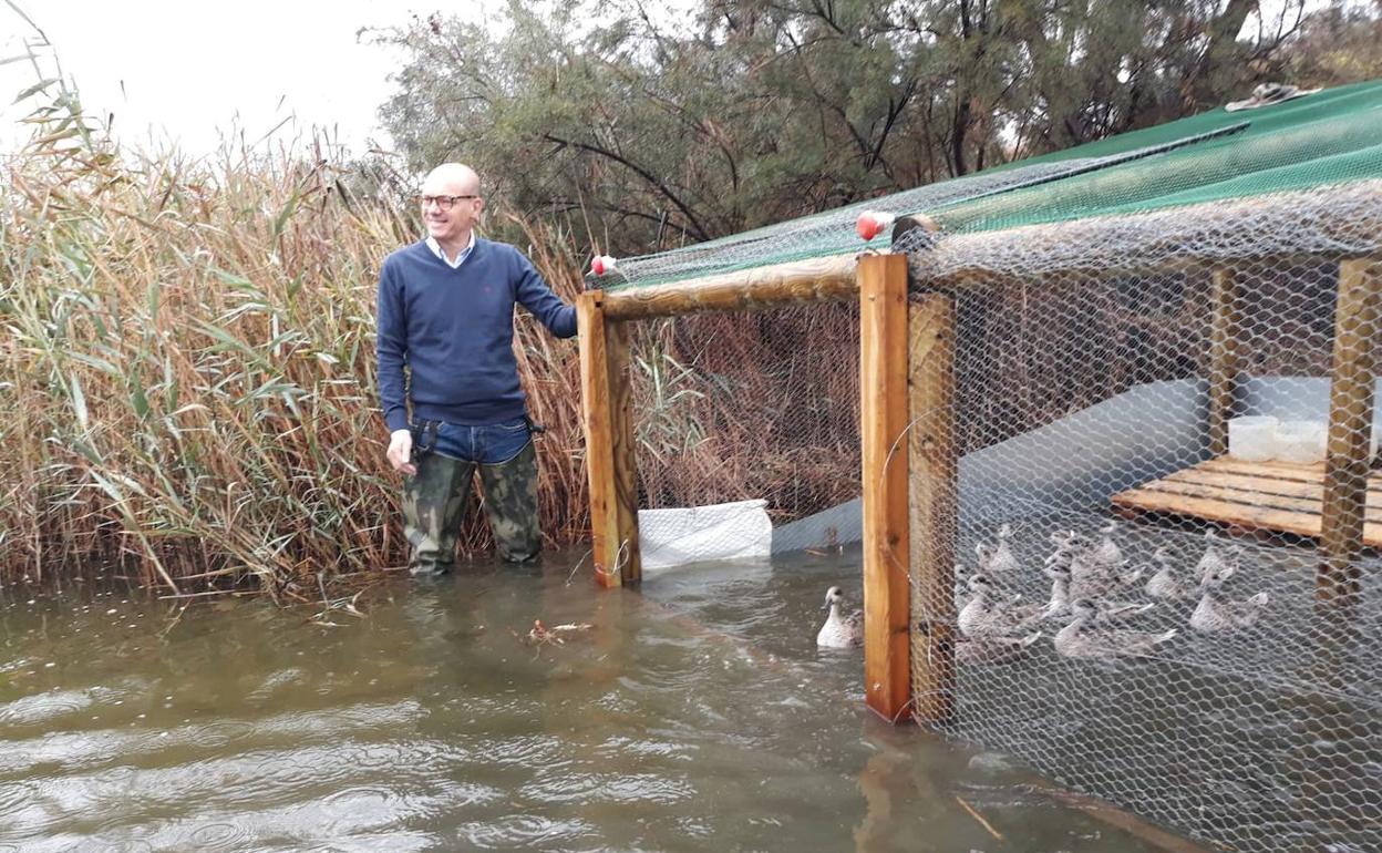 Málaga: Sueltan en el Guadalhorce a 25 patos cercetas pardillas, una de las especies más amenazadas de Europa