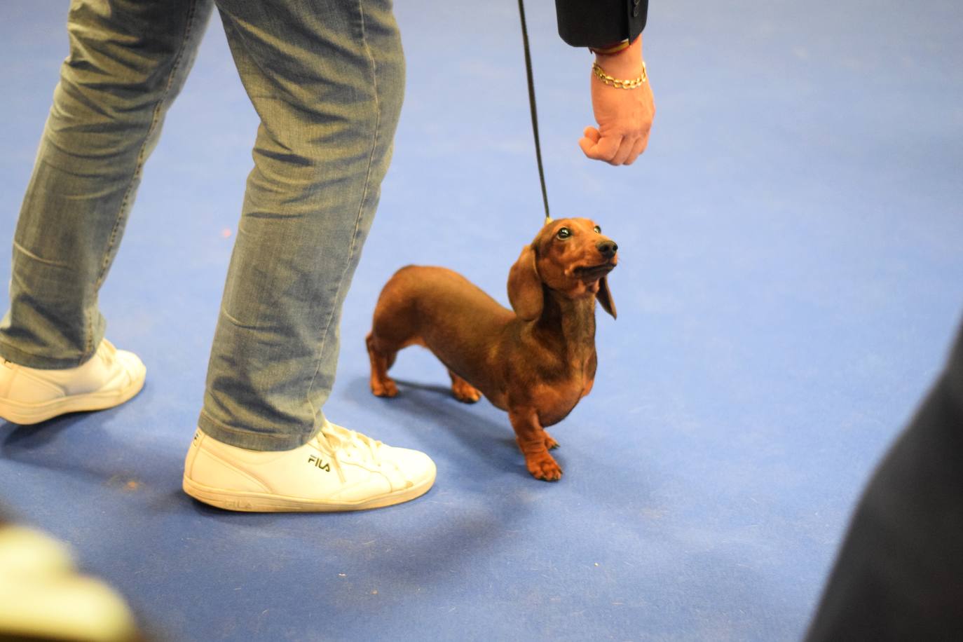 Expocan es una de las ferias de perros con más solera de toda Andalucía (35 ediciones), y está organizada por la Sociedad Canina de la Costa del Sol