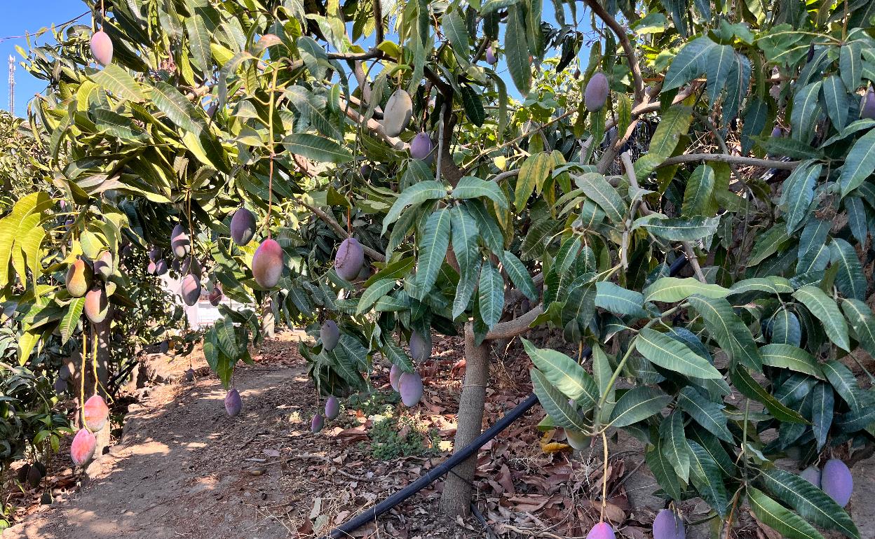 Una finca de mangos en la Axarquía. 