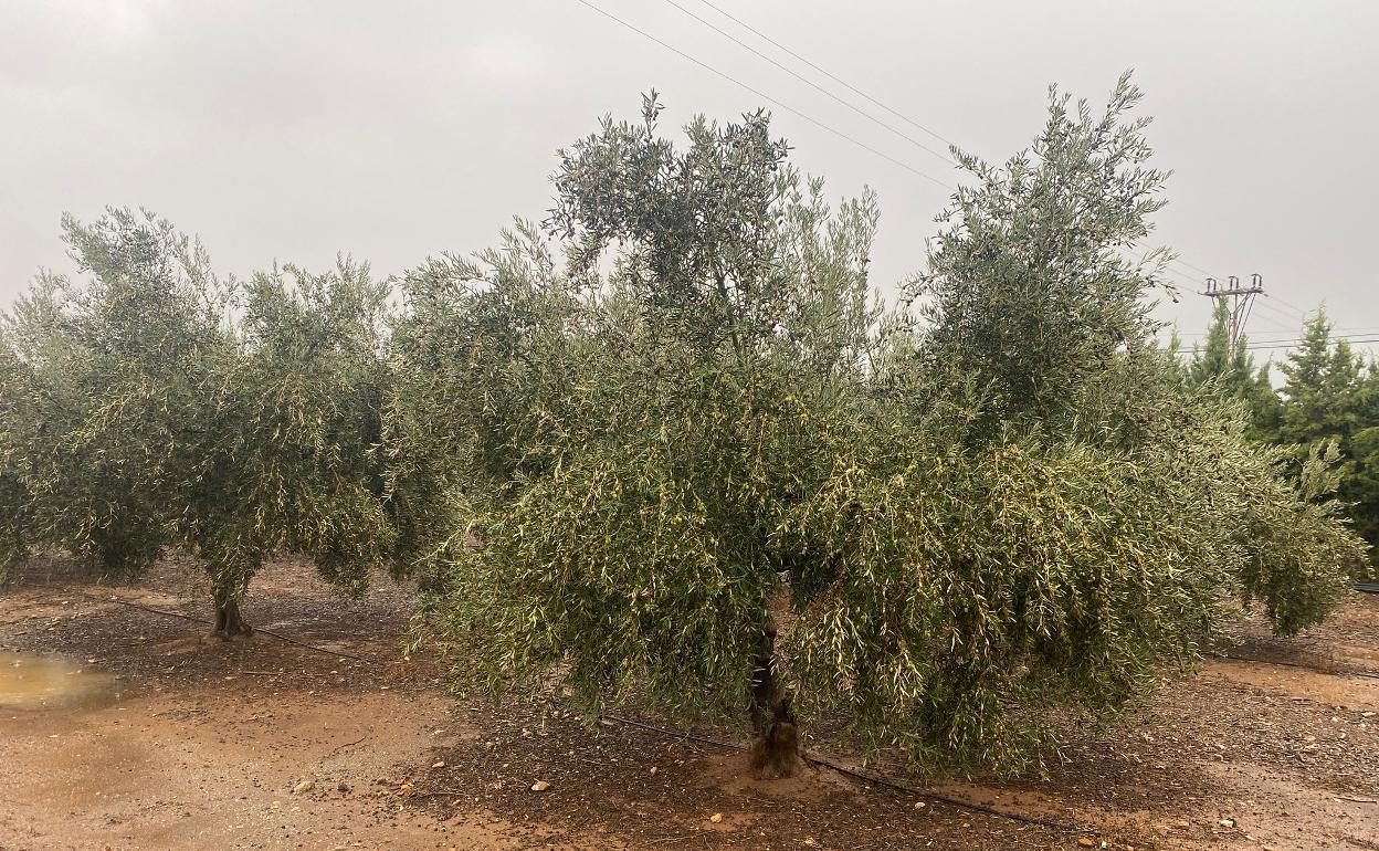 Una imagen tomada, este viernes, en una finca de olivos en la provincia de Málaga. 