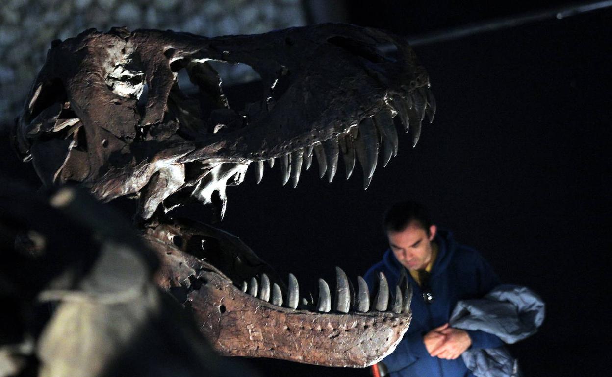 Los científicos descubren qué comían los primeros dinosaurios | Diario Sur