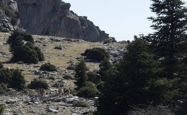 Un rebaño de cabra montés junto a pinsapos en la Sierra de la Nieves.