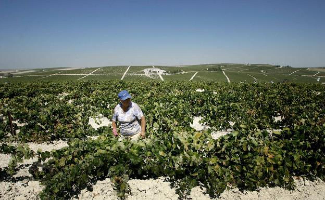 La Junta abona más de 363 millones de ayudas de la PAC a 211.350 productores de Andalucía